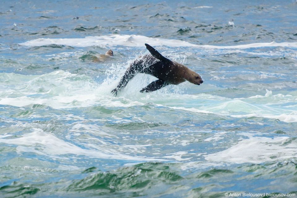 Морской лев выпрыгивает из воды (California Sea Lion at Pacific Rim National Park — Vancouver Island)