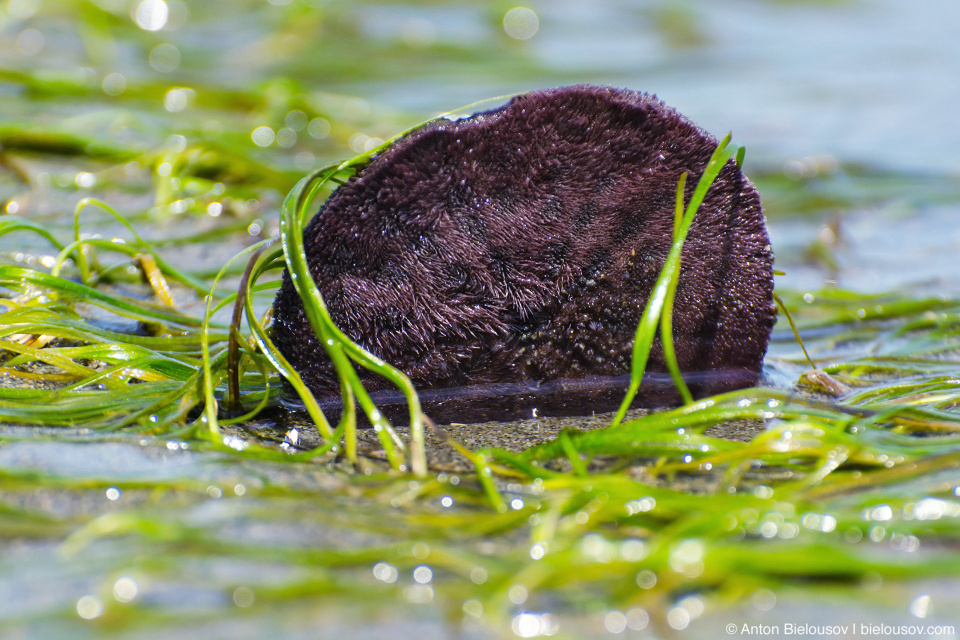 Eccentric sand dollars