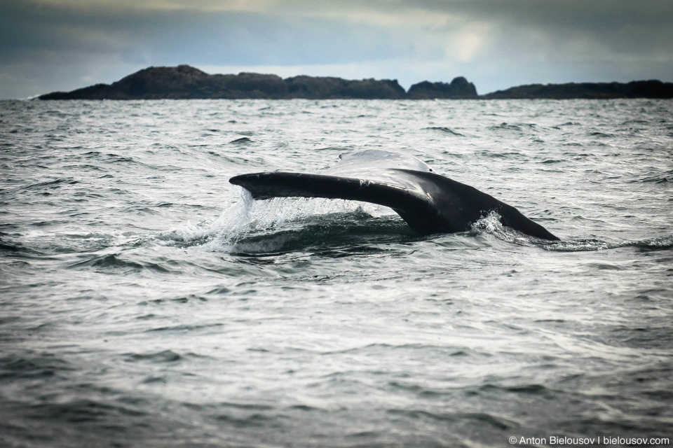 Хвост серого кита (Gray Whale tail at Pacific Rim National Park, Vancouver Island)