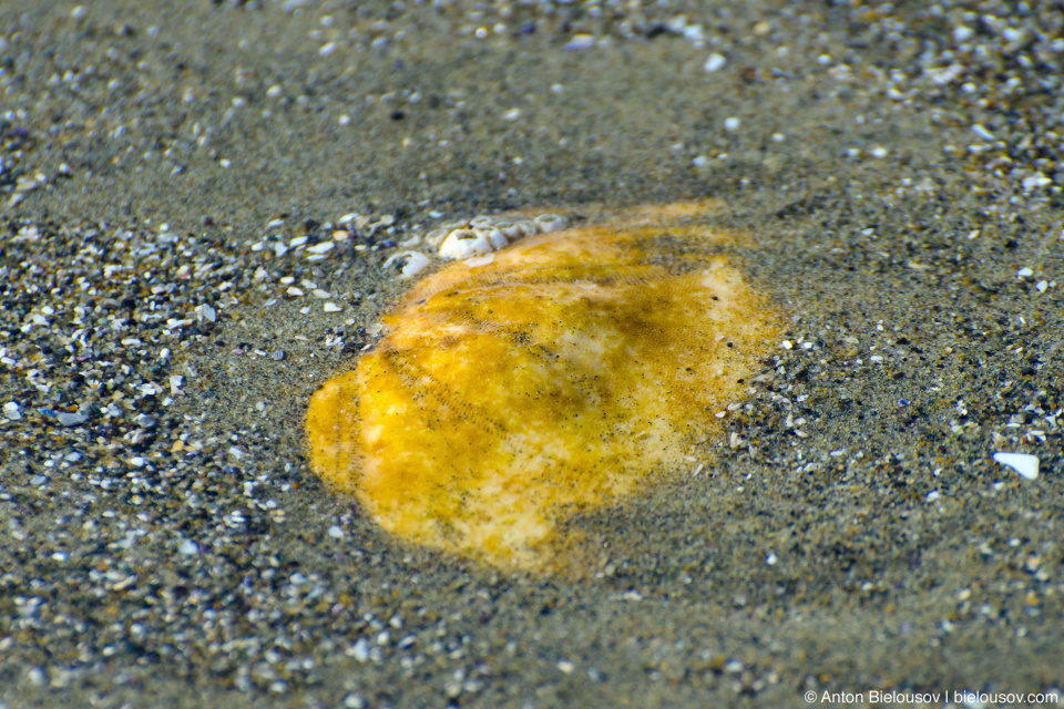 How to find a Sand dollar (Vancouver Island)