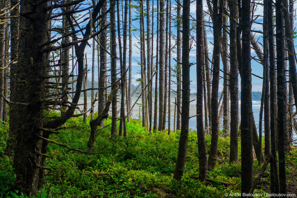 Pacific Rim National Park sea view