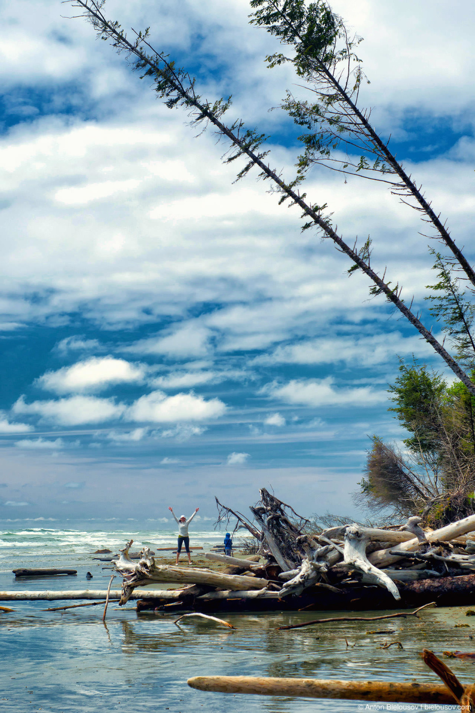 Заваленные деревья на пляже Combers Beach (Pacific Rim National Park)