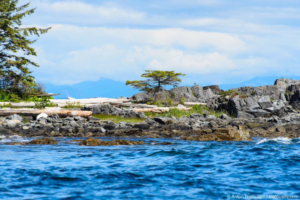 Побережье в Pacific Rim National Park (Vancouver Island)