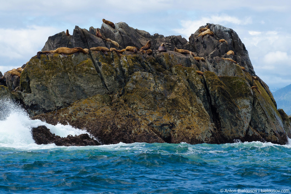 Sea lions on rocky island at Pacific Rim National Park (Vancouver Island)