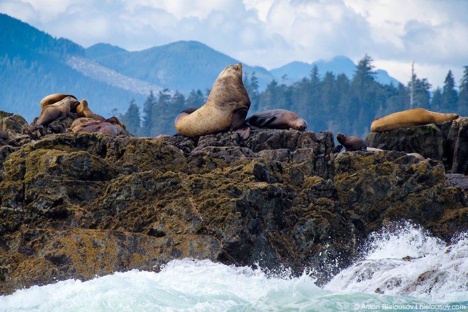 Доминирующий самец калифорнийского морского льва на лежбище (Pacific Rim National Park, Vancouver Island)