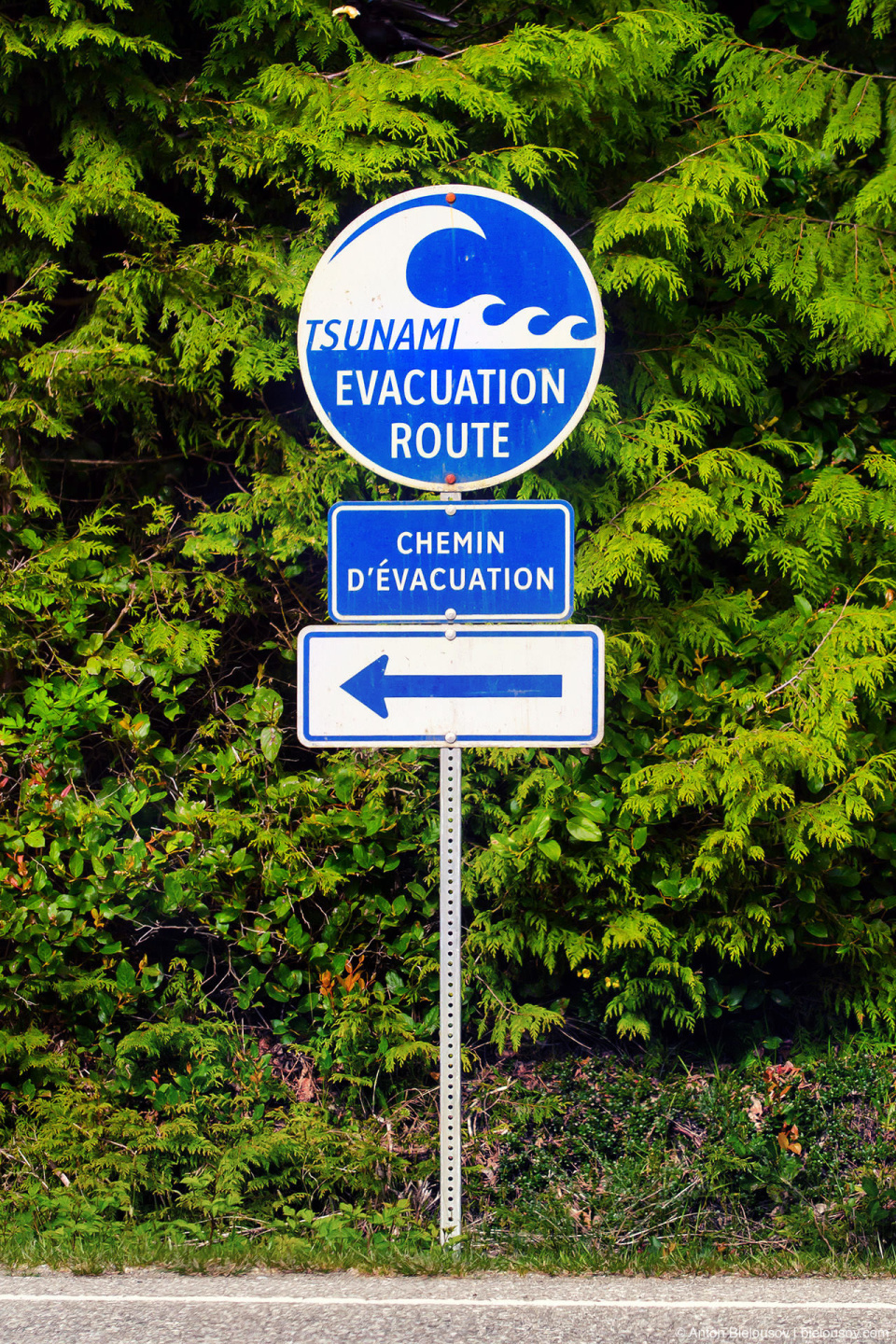 Tsunami Evacuation Route sign at Pacific Rim National Park