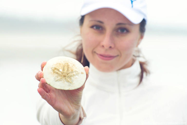 Плоский морской еж (sand dollar)