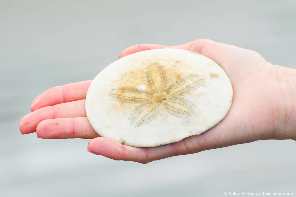 Плоский морской еж (sand dollar)