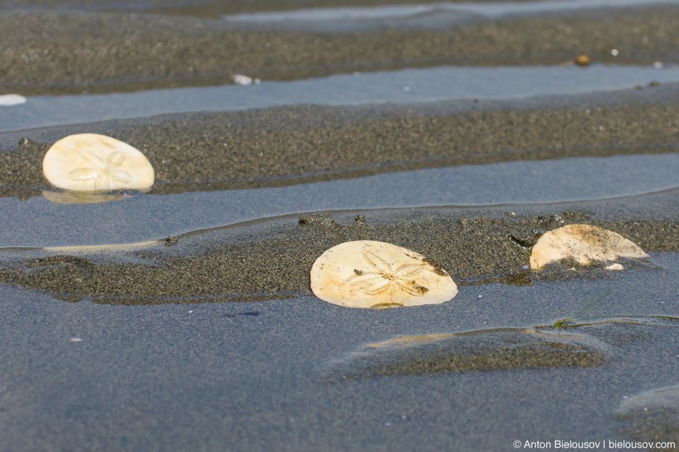 Sand Dollars