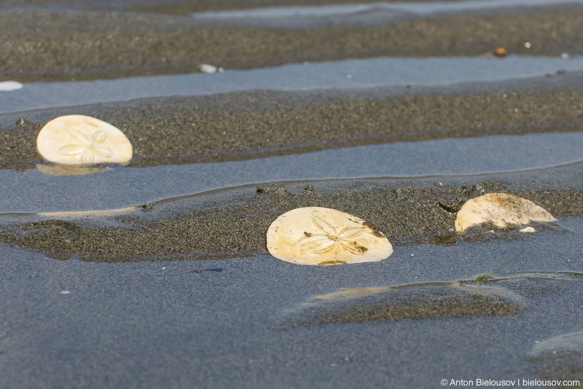 Sand Dollar Nipples