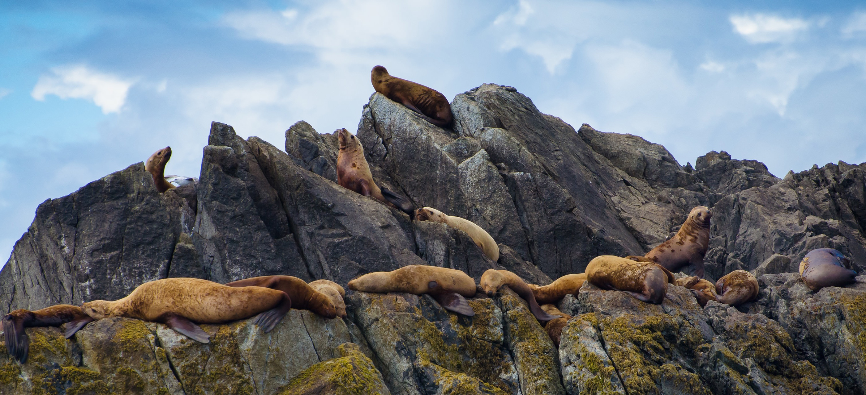 Sea lions on rocky island at Pacific Rim National Park (Vancouver Island)