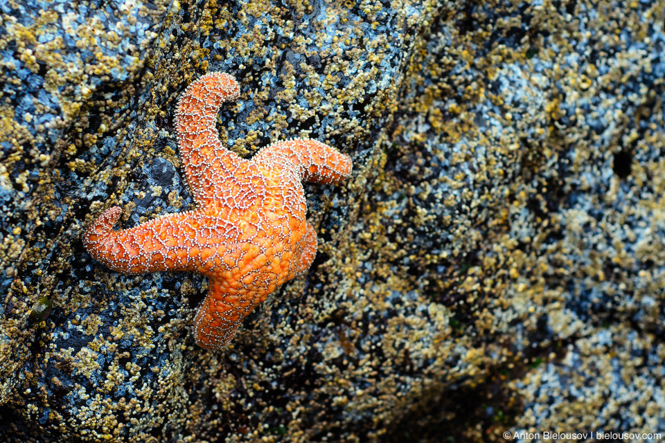 Starfish at Pacific Rim National Park (Vancouver Island) © Anton Bielousov, 2013