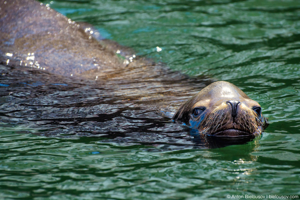 Сивуч (Stellar Sea Lion) — его легко опознать по характерному массивному лбу