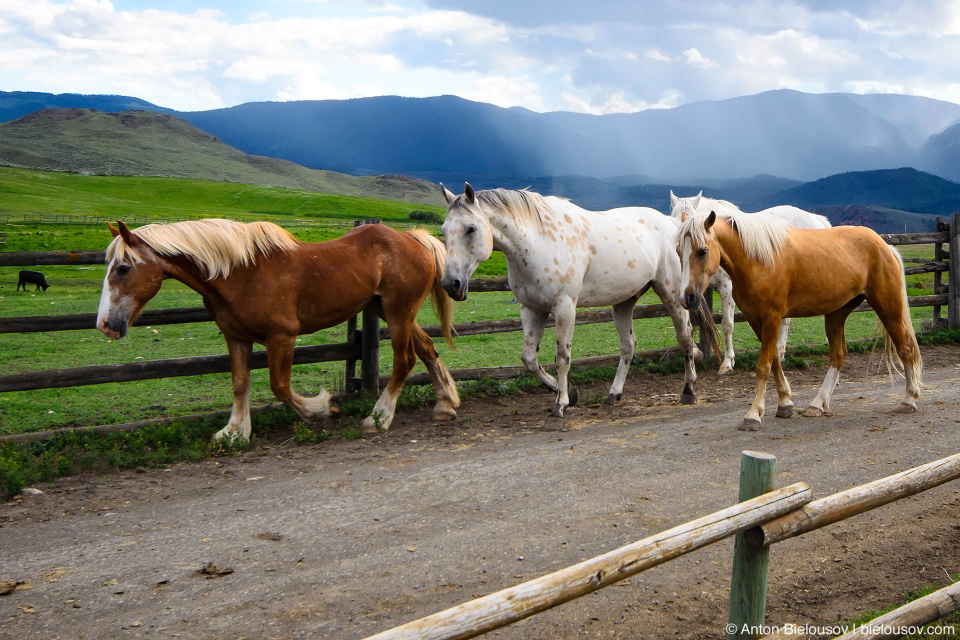 Табун лошадей на ранчо Sundance Guest Ranch (Ashcroft, BC)