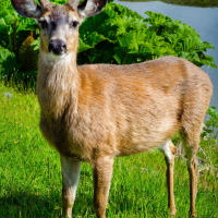 Black-tailed Deer (Ucluelet, BC) Black-tailed Deer (Ucluelet, BC)