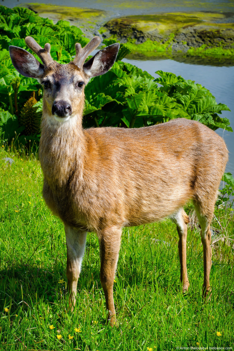 Black-tailed Deer (Ucluelet, BC)