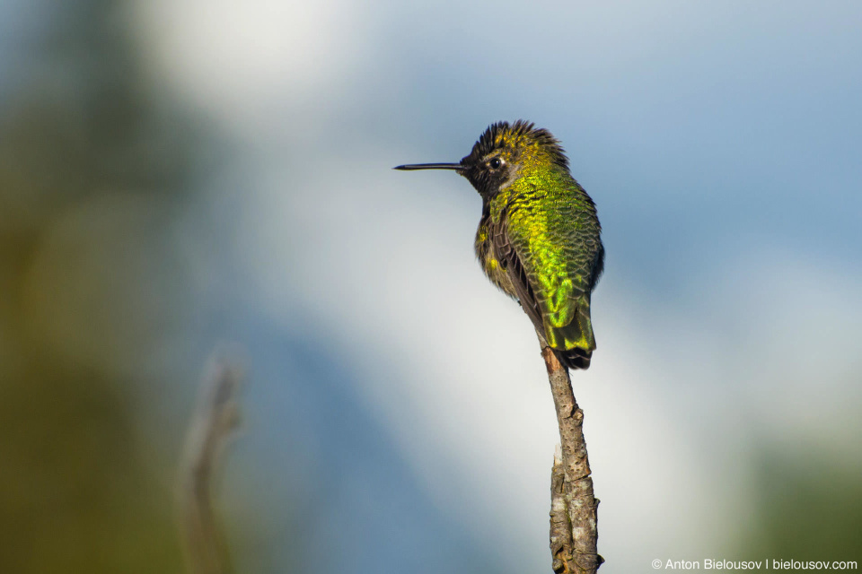 Колибри Калипта Анны (Anna's Hummingbird / Calypte Anna) — самое быстрое позвоночное животное в мире по отношению скорости к длинне тела: в брачный период самцы пикируют вниз с высоты 30м. на скорости свыше 90 км/ч при длинне тела всего 10см.