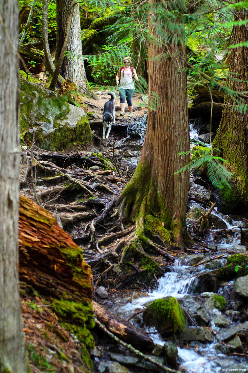 Dogs on Lindeman Lake Trail (Chilliwack, BC)