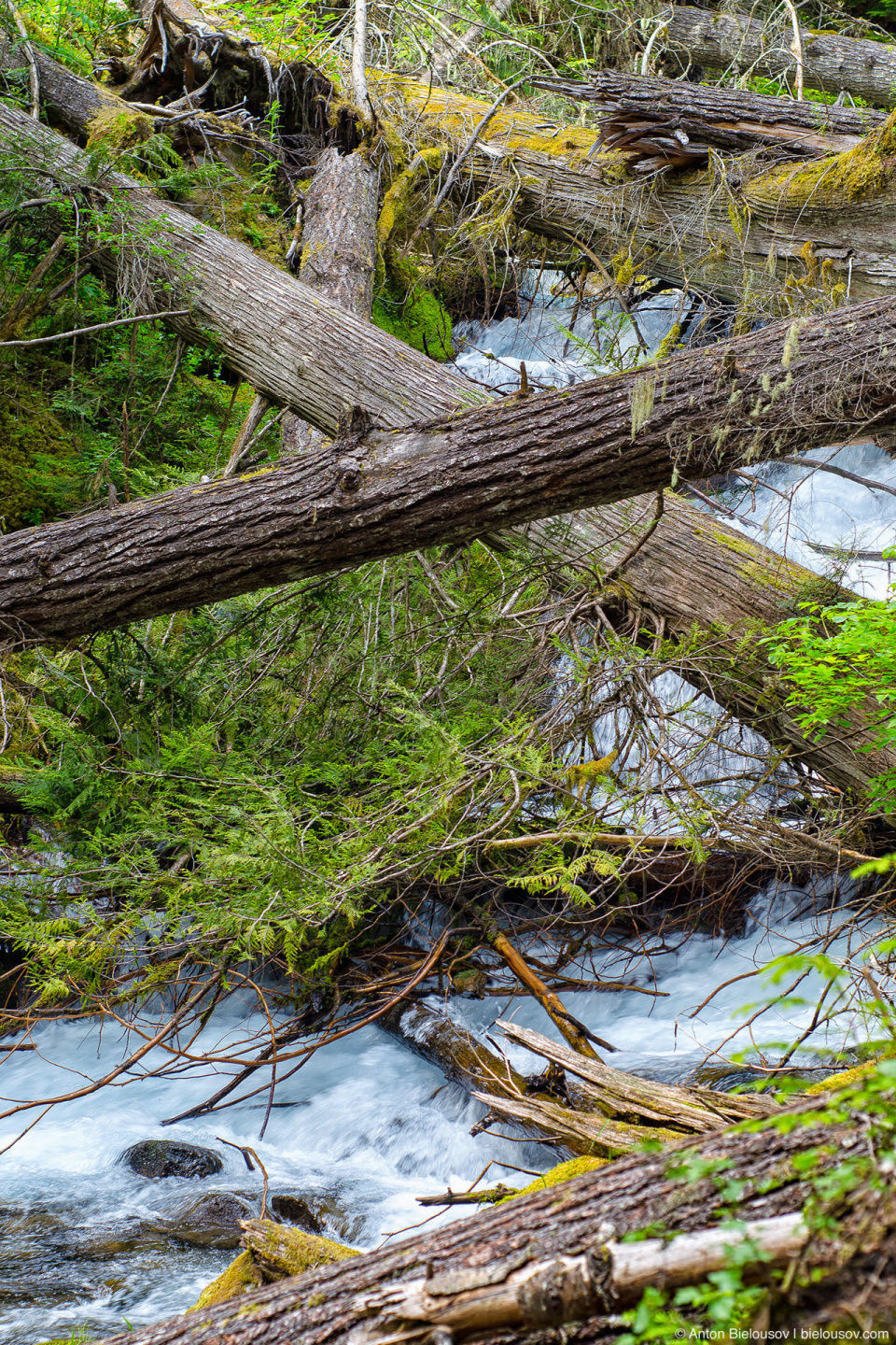 Lindeman Lake Creek (Chilliwack, BC)