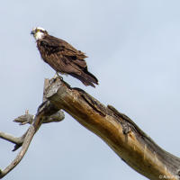 Osprey / Скопа