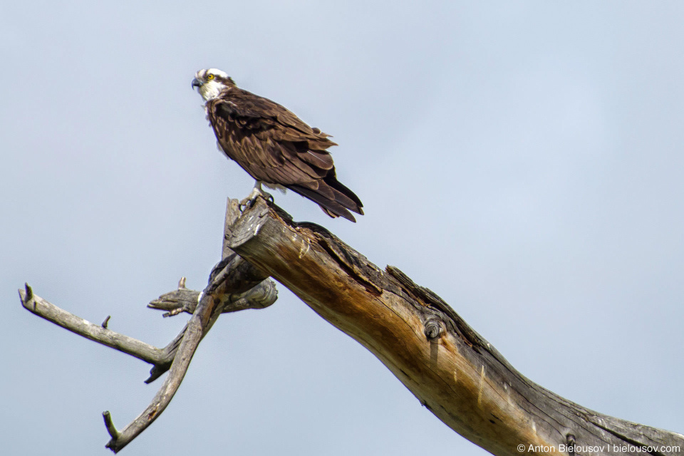 Osprey / Скопа Крупная птица (размах крыльев: 145—170 см) из очень бедного на разновидности семейства скопиных отряда соколообразных. Единственная хищная птица, чье диета состоит только из рыбы. Распространены на всех контенентах кроме антарктиды. Канадские скопы гнездятся практически по всей стране кроме крайнего севера, но улетают на зиму в Центраьную Америку. При этом молодняк остается в теплых странах до полового созревания. В России и Белорусии занесены в Красную книгу.