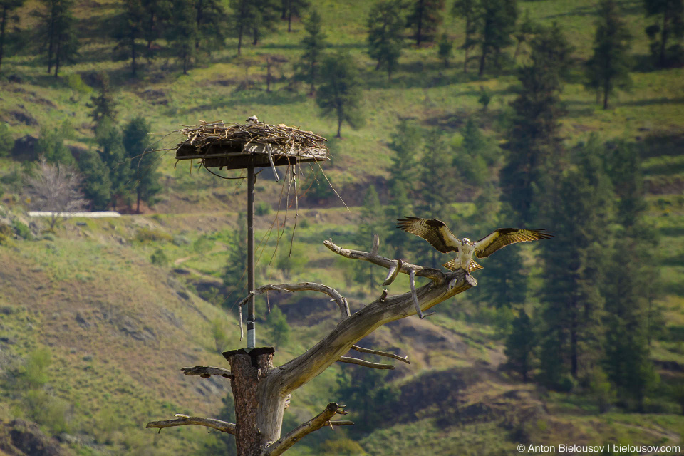 Osprey / Скопа Крупная птица (размах крыльев: 145—170 см) из очень бедного на разновидности семейства скопиных отряда соколообразных. Единственная хищная птица, чье диета состоит только из рыбы. Распространены на всех контенентах кроме антарктиды. Канадские скопы гнездятся практически по всей стране кроме крайнего севера, но улетают на зиму в Центраьную Америку. При этом молодняк остается в теплых странах до полового созревания. В России и Белорусии занесены в Красную книгу.