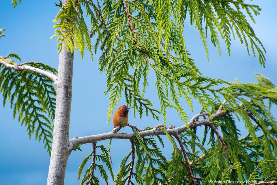 Rufous Hummingbird / Охристый колибри Имеет самый длинный миграционный путь среди всех североамериканских колибри: летом встречается от Орегона до Аляски, зимой улетает на юг Мексики. Это — единственный вид колибри, когда-либо залетавший на территорию России. Длина тела: 8—8.5 см. При должном количеистве пищи и приемлимом убежище может переносить морозы значительно ниже нуля.