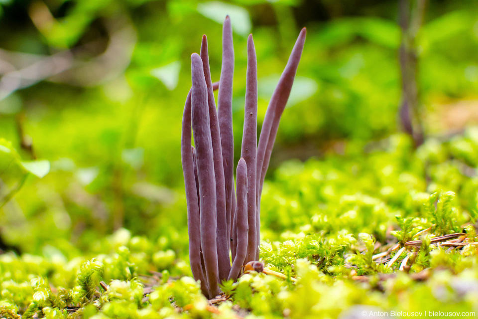 Коралловые грибы (Clavarioid fungi)