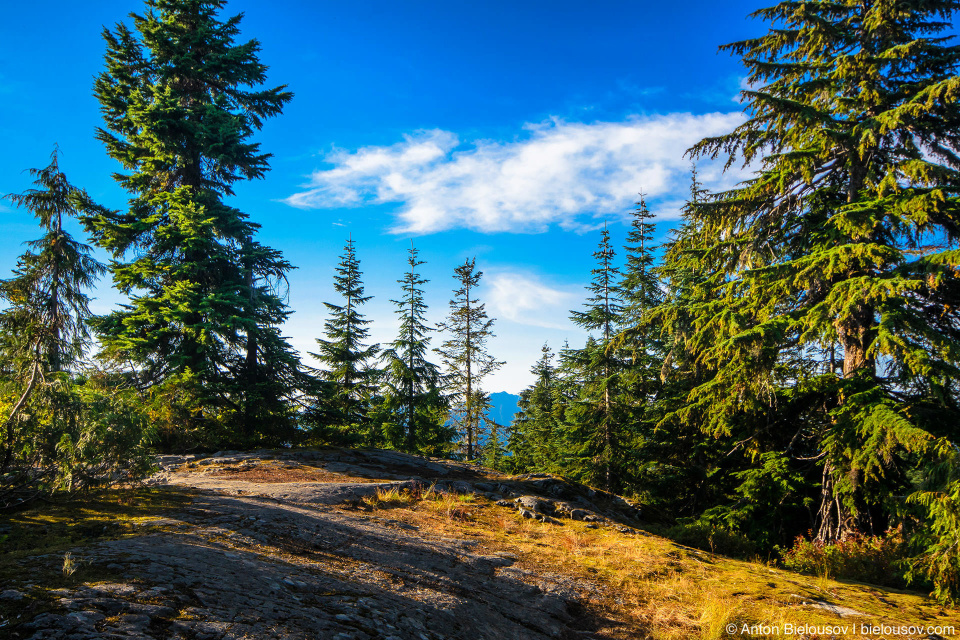 Dog Mountain Top