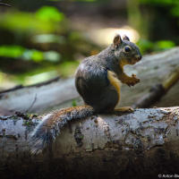 Дугласова белка (Douglas Squirrel) Дугласова белка (Douglas Squirrel)