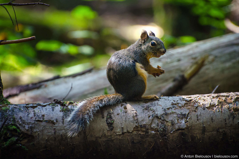 Дугласова белка (Douglas Squirrel)