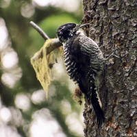 Downy Woodpecker / Пушистый дятел