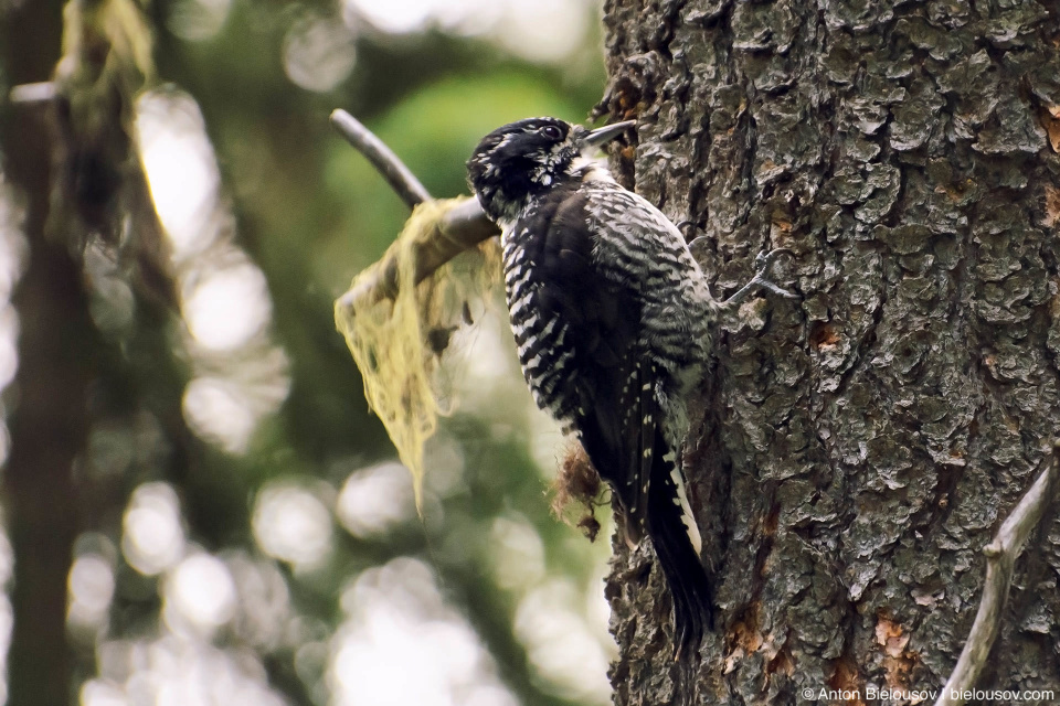 Downy Woodpecker Female — E.C. Manning Provincial Park, BC