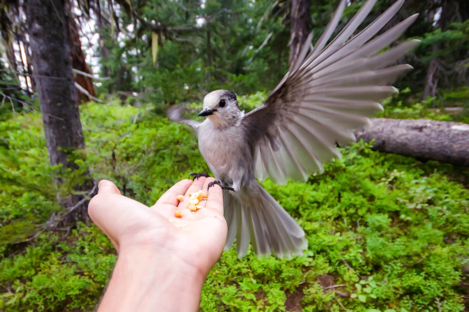 Clark's Nutcracker