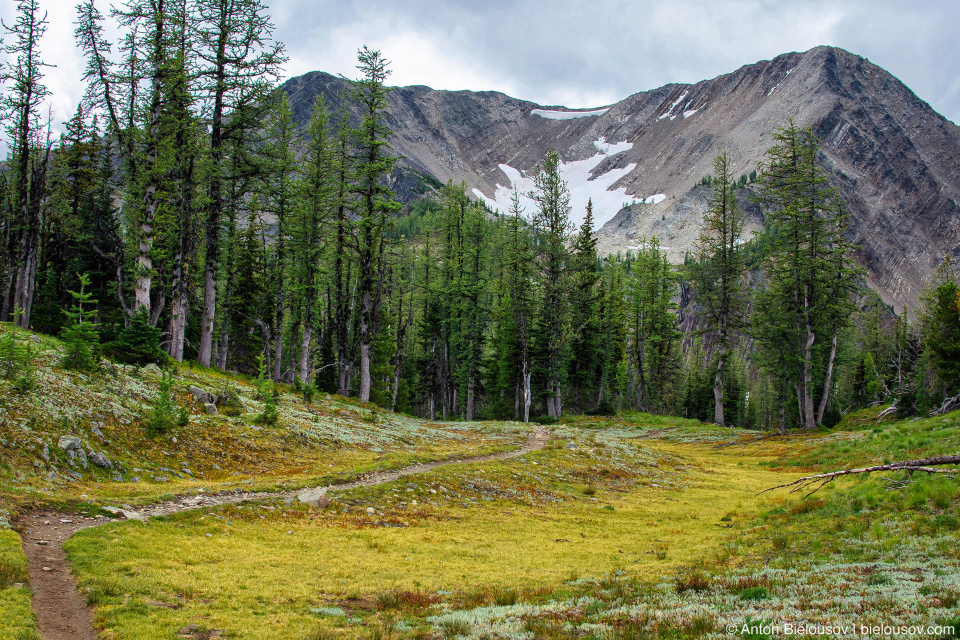 Frosty Mountain Alpine Larch