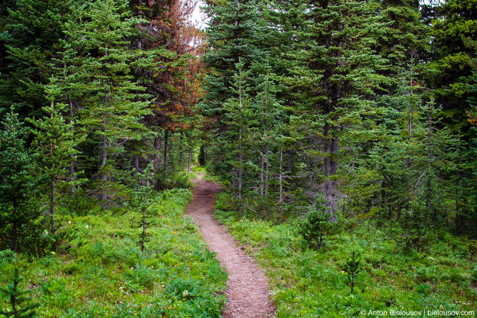 Frosty Mountain Trail