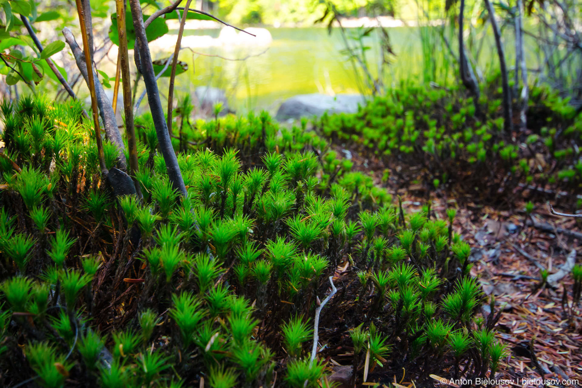 Путешествия Dog Mountain Trail, Rice Lake Тропы на горе Сеймур