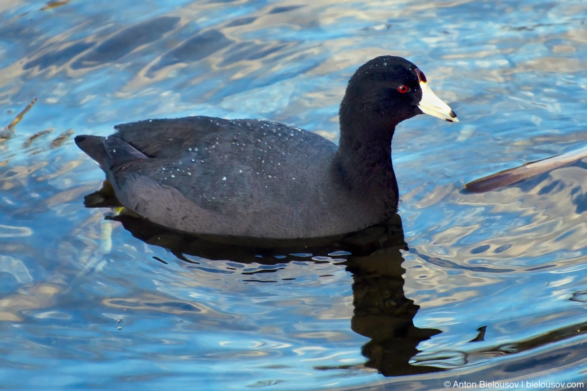 Американская лысуха (american coot)