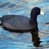 American coot / Американская лысуха