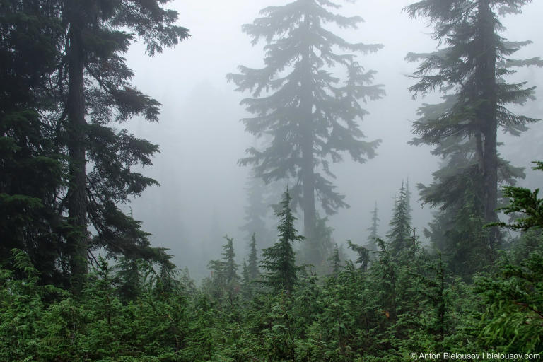 Fog on Seymour Mountain Trail