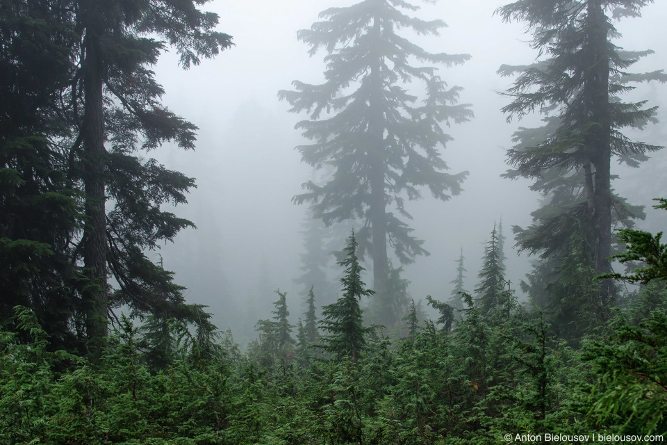 Fog on Seymour Mountain Trail