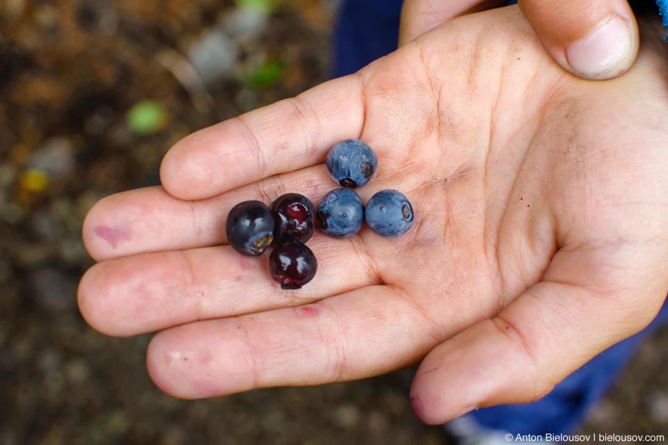 Seymour Mountain has two sort of wild huckleberries