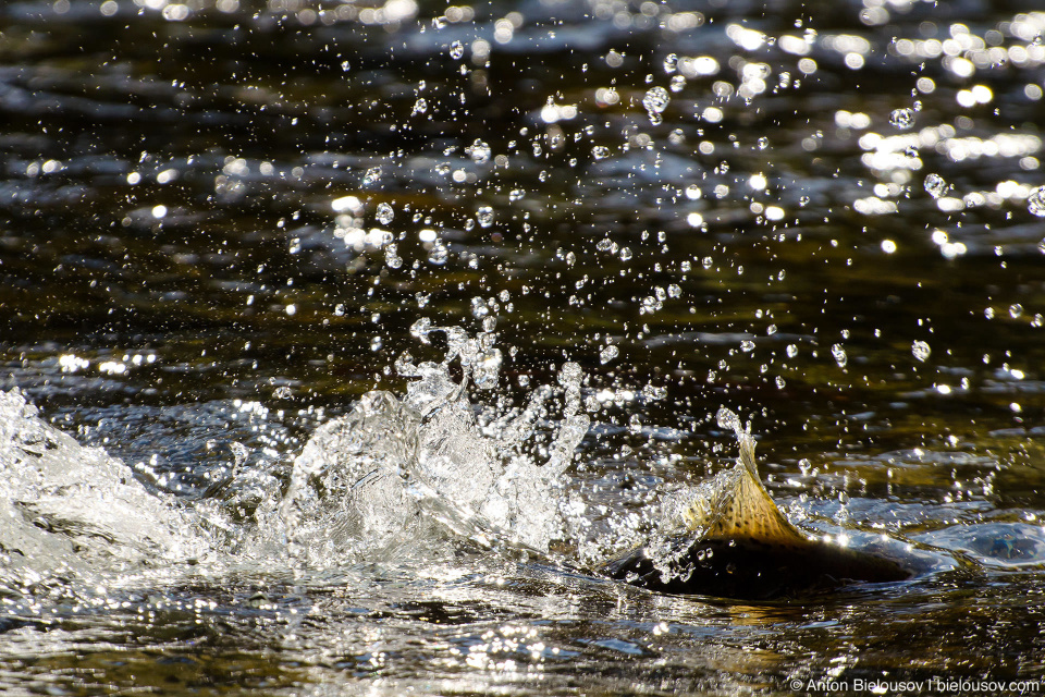 Adams River, BC sockeye salmon run