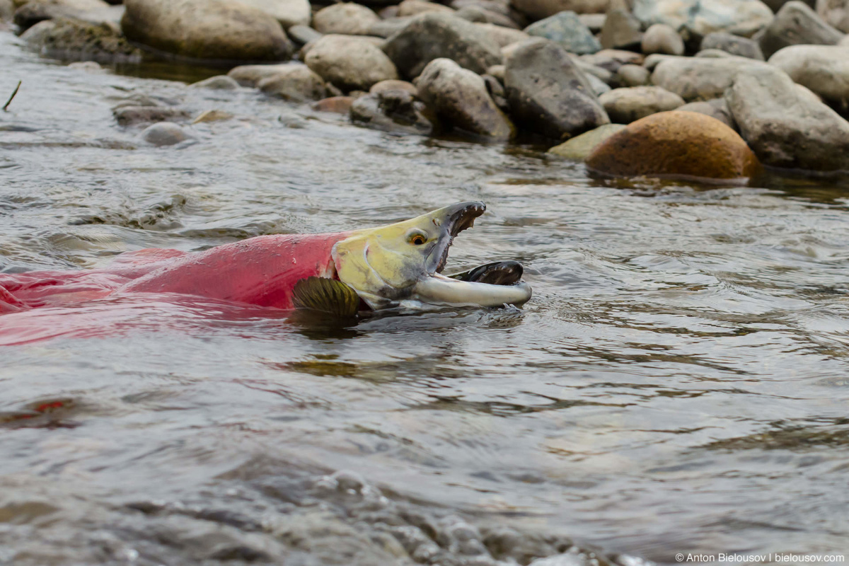 Sockeye Salmon spawning at Adams River, BC