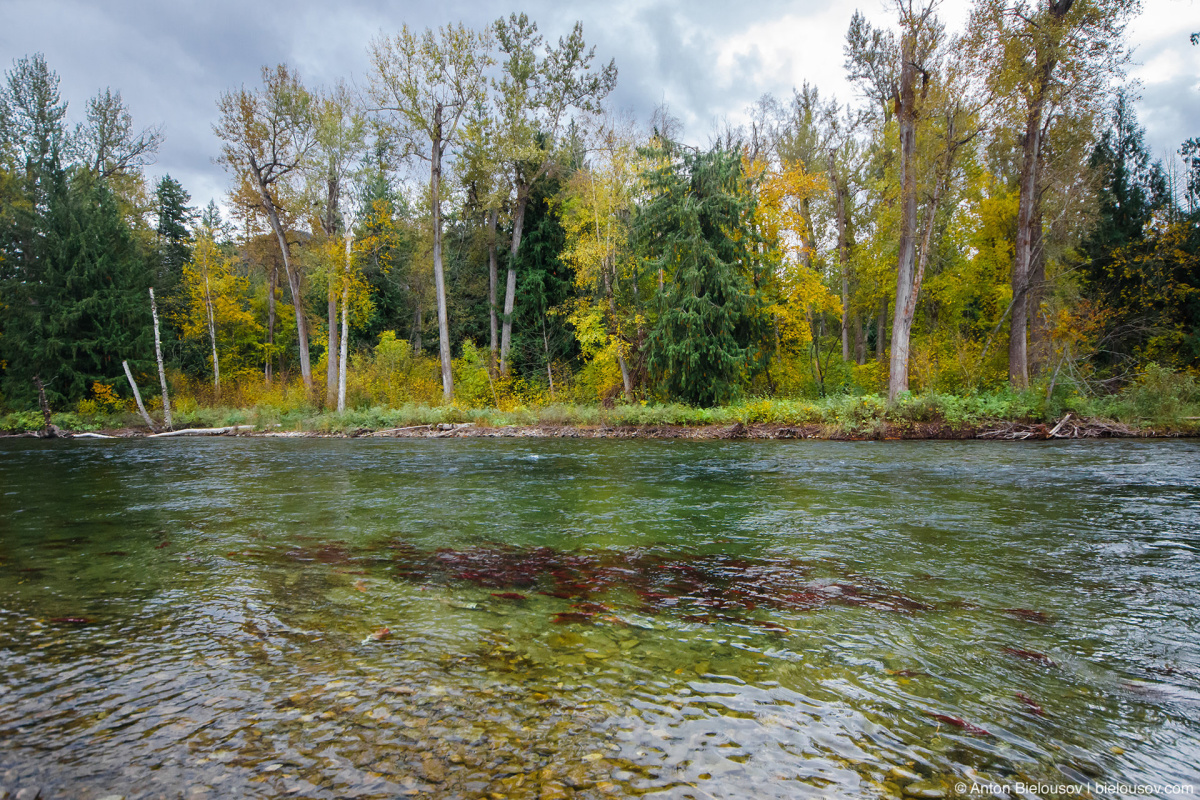 Adams River, BC