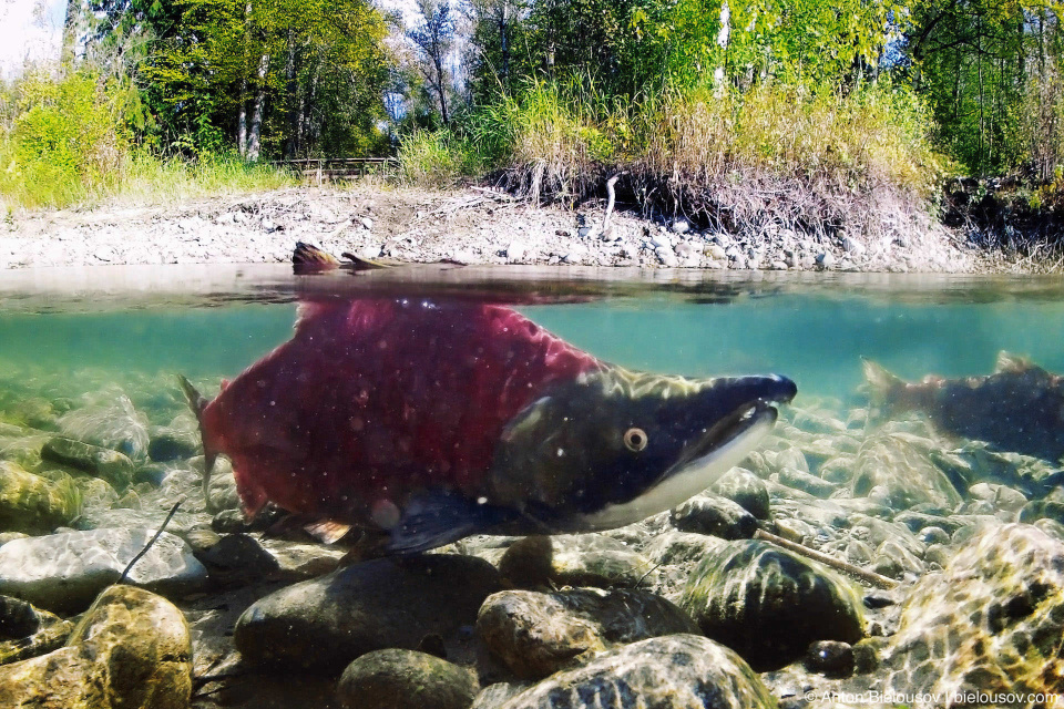 Sockeye Salmon spawning in Adams River, BC