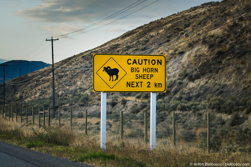 Caution! Big Horn Sheep next 2km sign