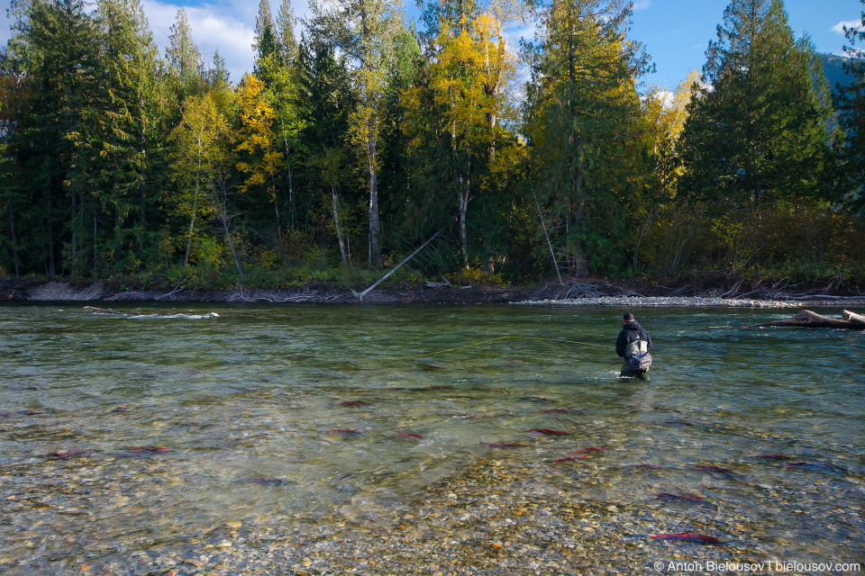 Fishing at Adams River, BC during sockeye salmon spawning