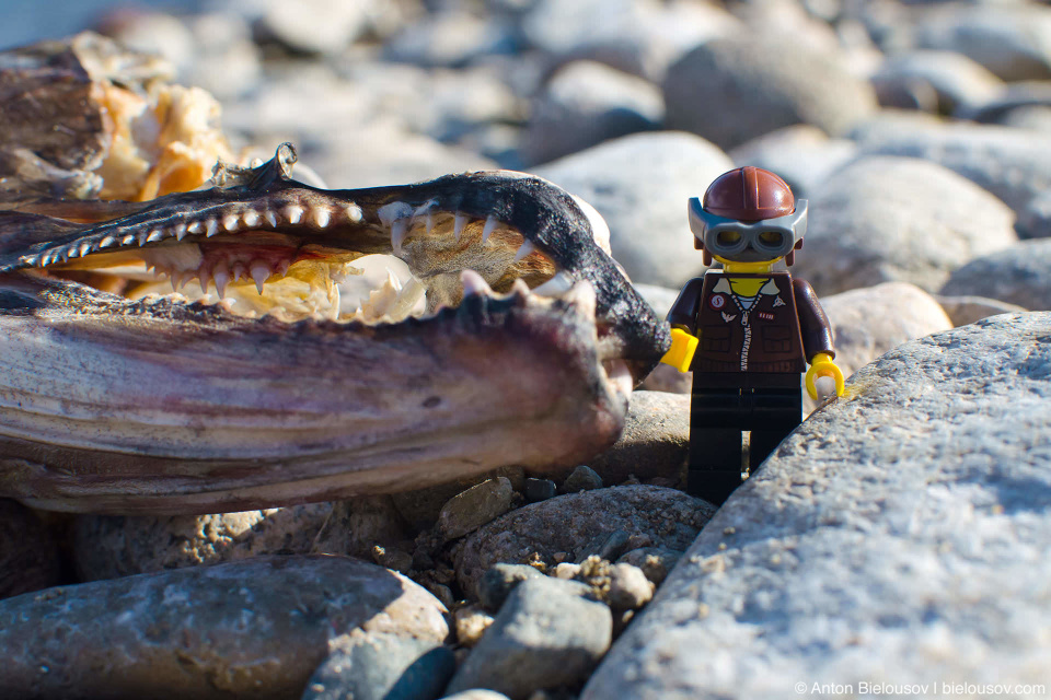 LEGO figure at sockeye salmon skeleton (Adam's River, BC)