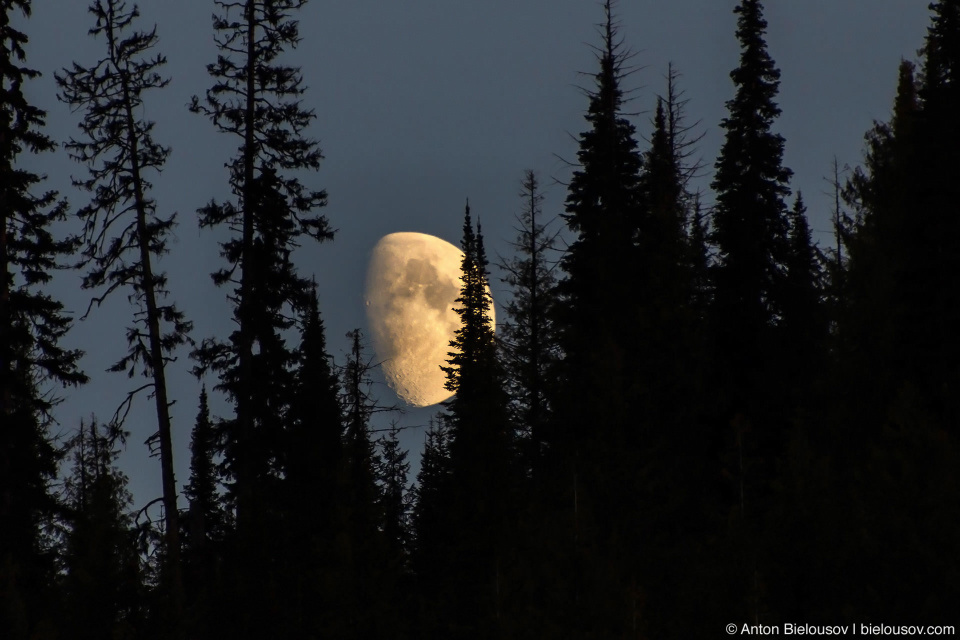 Moon in trees telephoto